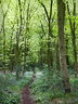 Spring Wood G091_2313