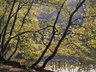 Backlit Trees