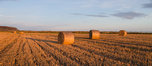 Straw Bales