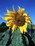Sunflower 286_03