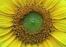 Sunflower 446_07