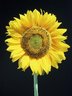 Sunflower 446_24