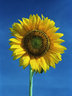 Sunflower 446_23