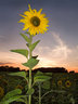 Sunflower Sunset G040_1131
