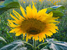 Sunflower G094_2357