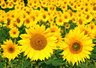 Sunflowers 372_01