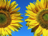 Sunflowers 446_34