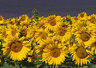 Sunflowers & Lavender 059_1236