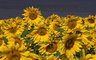 Sunflowers & Lavender 059_1239