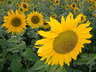 Sunflowers G040_1135