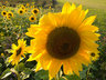 Sunflowers_G042_1158