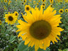 Sunflowers_G042_1163