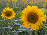 Sunflowers G094_2366
