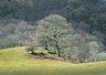 Sunlit Tree