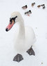 Swan G004_0065