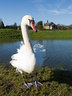 Mute Swan