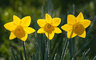 Daffodils