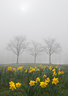 Trees and Daffodils