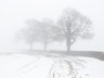 Three Trees in Snow G054_1465