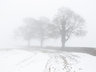 Three Trees in Mist