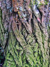Tree Bark G008_0446