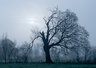 Tree In Mist