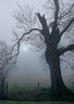 Tree In Mist
