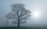 Tree In Mist