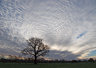 Mackerel Sky