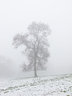 Tree in Mist