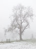 Tree in Mist