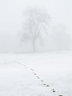 Tree in Mist and Snow G054_1463