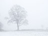 Tree in Mist and Snow G054_1468