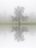 Tree In Fog