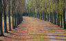 Tree Row 043_0552