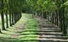 Tree Row