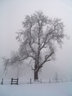 Trees in Snow