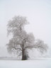 Tree In Snow S013_0926