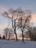 Tree and Snow