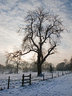 Tree and Snow