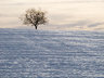 Tree in Snow