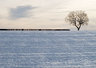 Tree in Snow