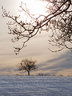 Tree in Snow