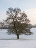 Tree and Snow