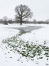 Tree In Snow G097_2392