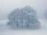 Trees in Snow