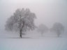 Trees In Snow S013_0964