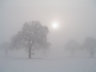 Trees in Snow