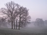 Trees In Mist