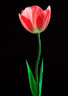 Tulip 155_31